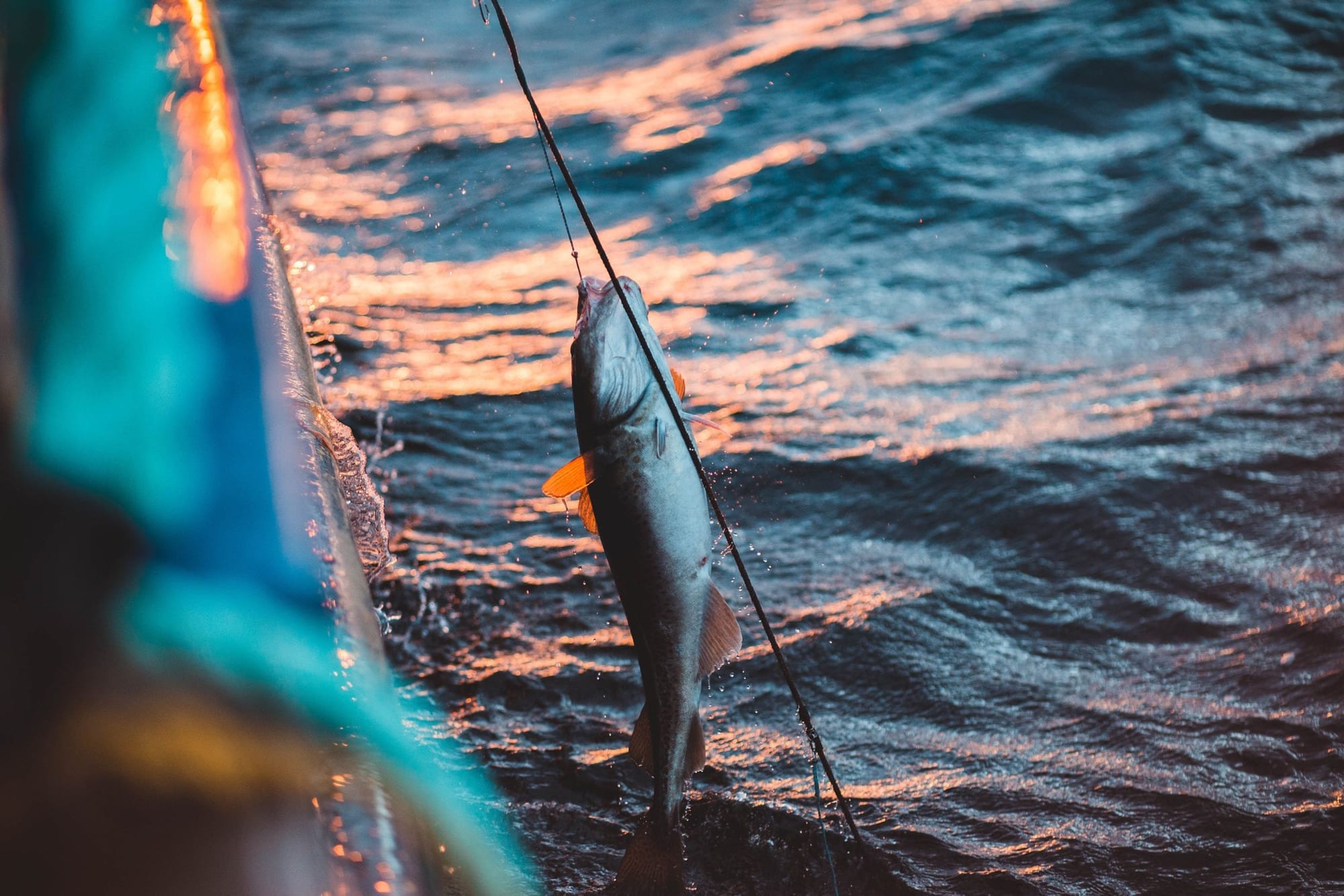 Les bon appâts pour la dorade