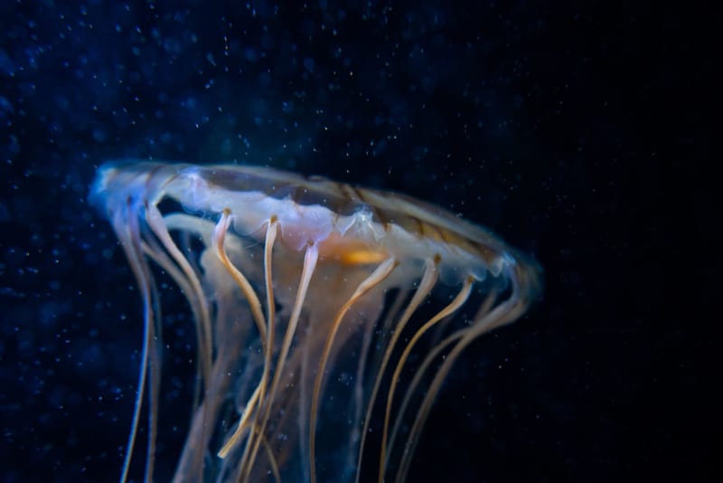 NAUSICAA CENTRE NATIONAL DE LA MER A BOULOGNE SUR MER A 65KM