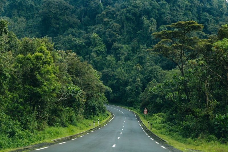 "Nyungwe Chimpanzee & Canopy Adventure."