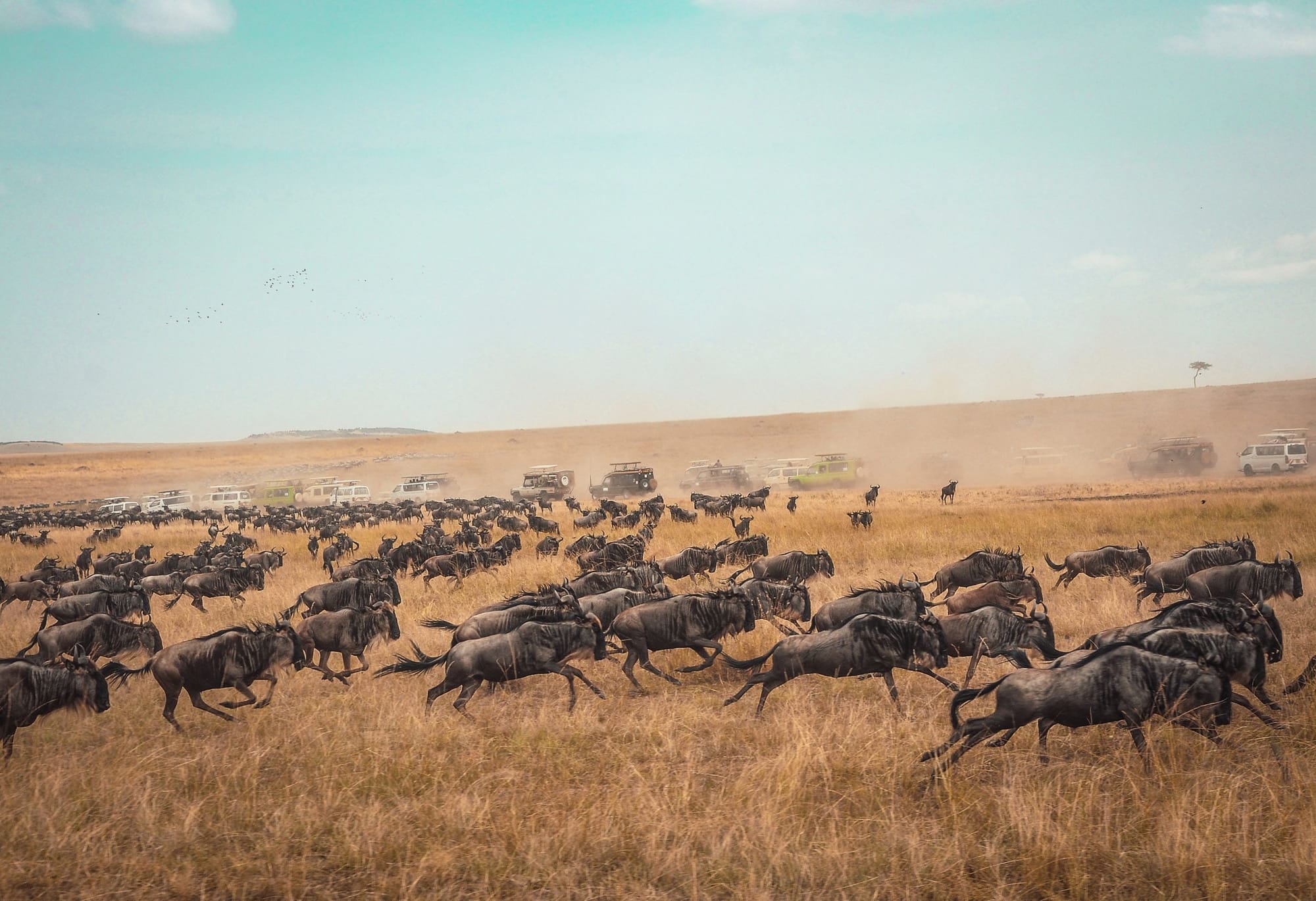 Explore Masai Mara