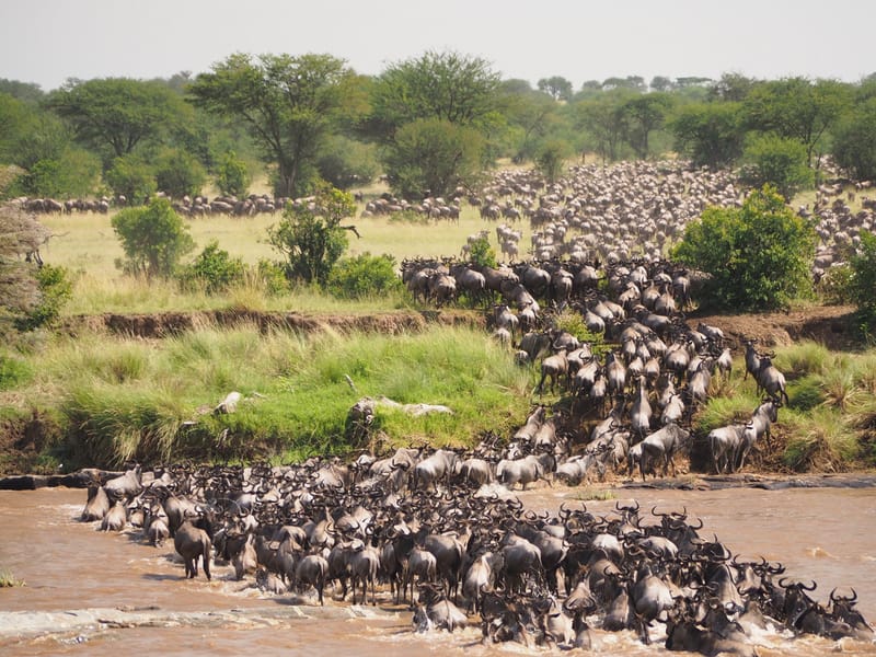 SERENGETI WILDERBEEST MIGRATION