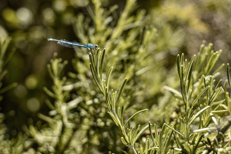 La phytothérapie