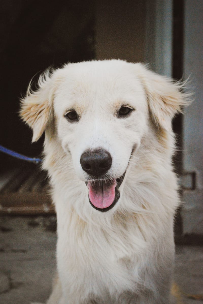 Shedding and De-matting