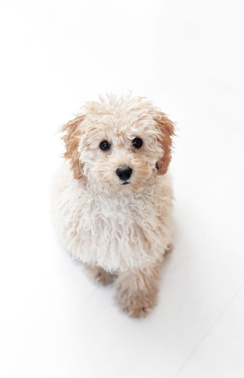 Puppy's First Groom