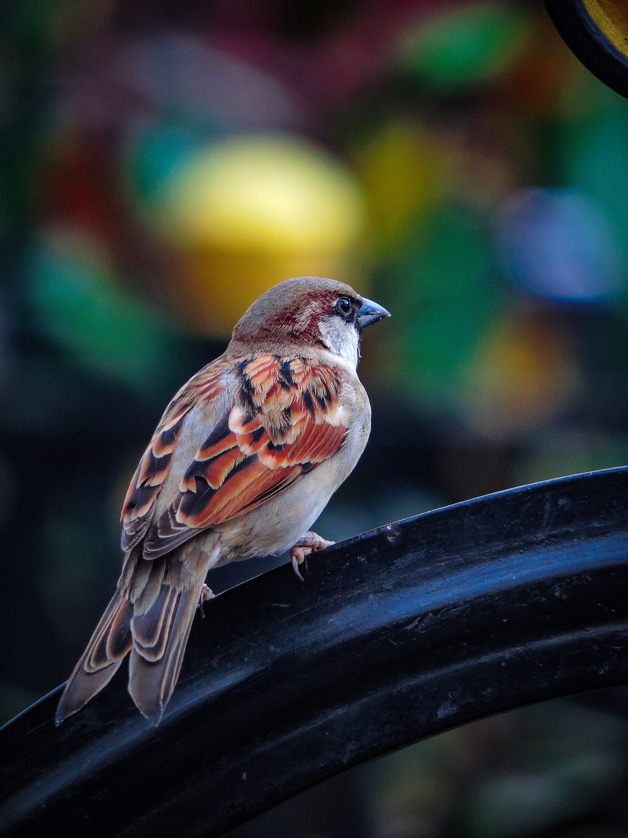 Un moineau est entré dans la maiso