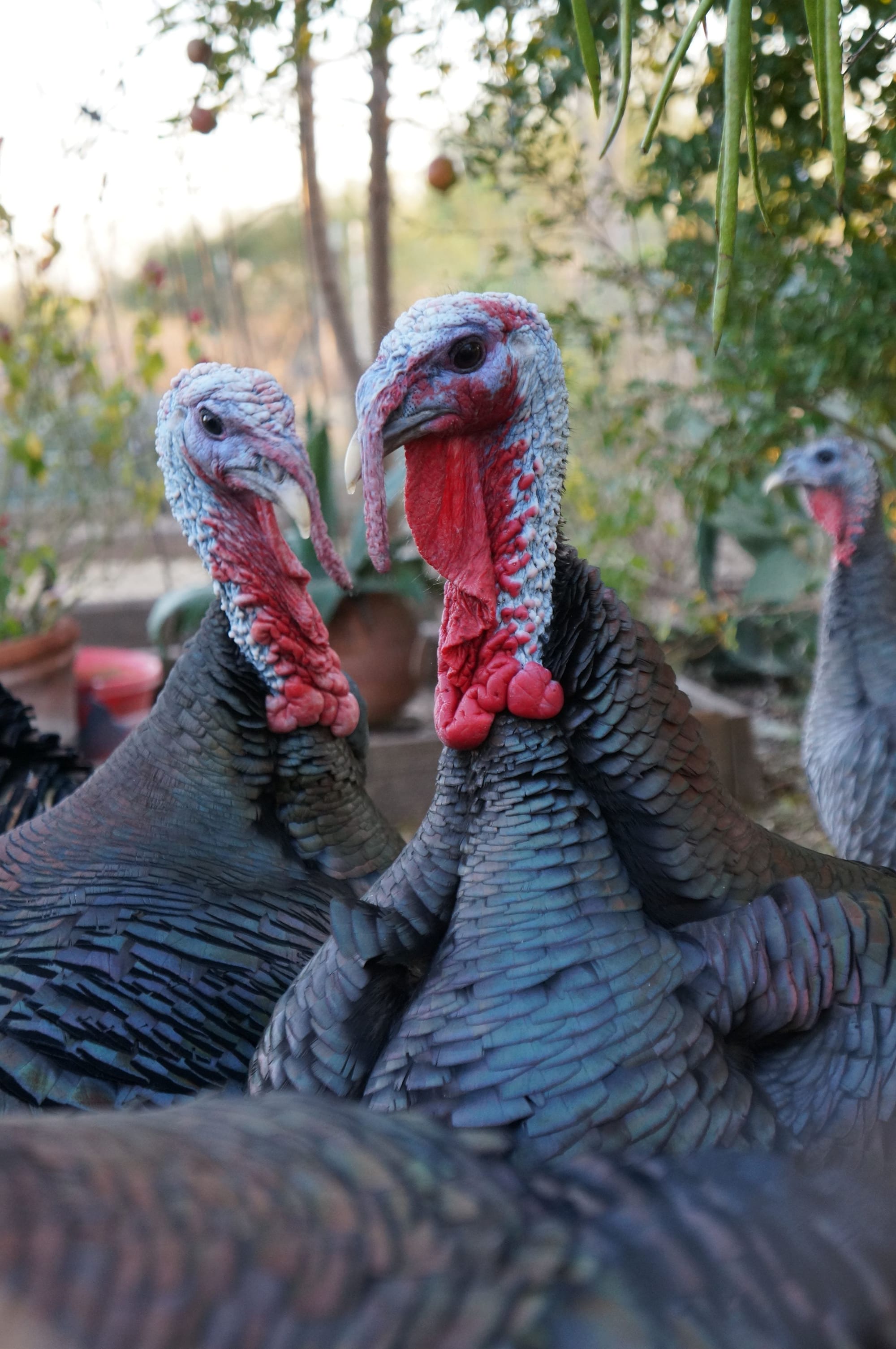 🎙️Podcast 5: The Morning Fart and the Turkey Gizzards 💨🦃