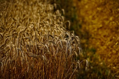 The Future of Farming: The Cost of Gifting a Farm to the Next Generation