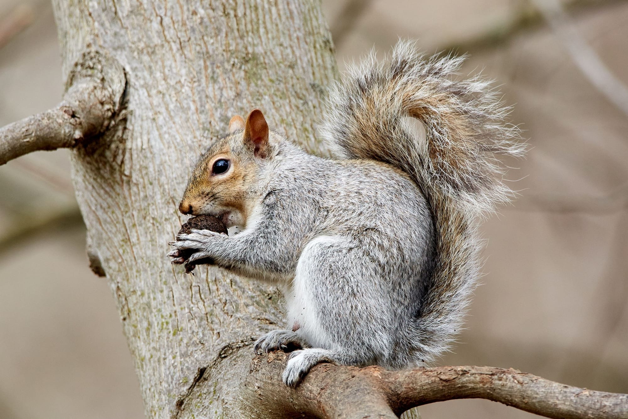 squirrel Control