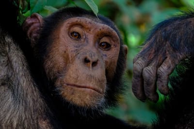 Chimpanzee Trails and Waterfall Tales: Nyungwe Adventure
