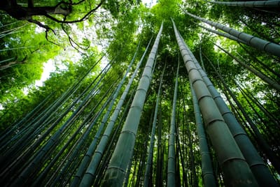 The Parable of the Fern and the Bamboo
