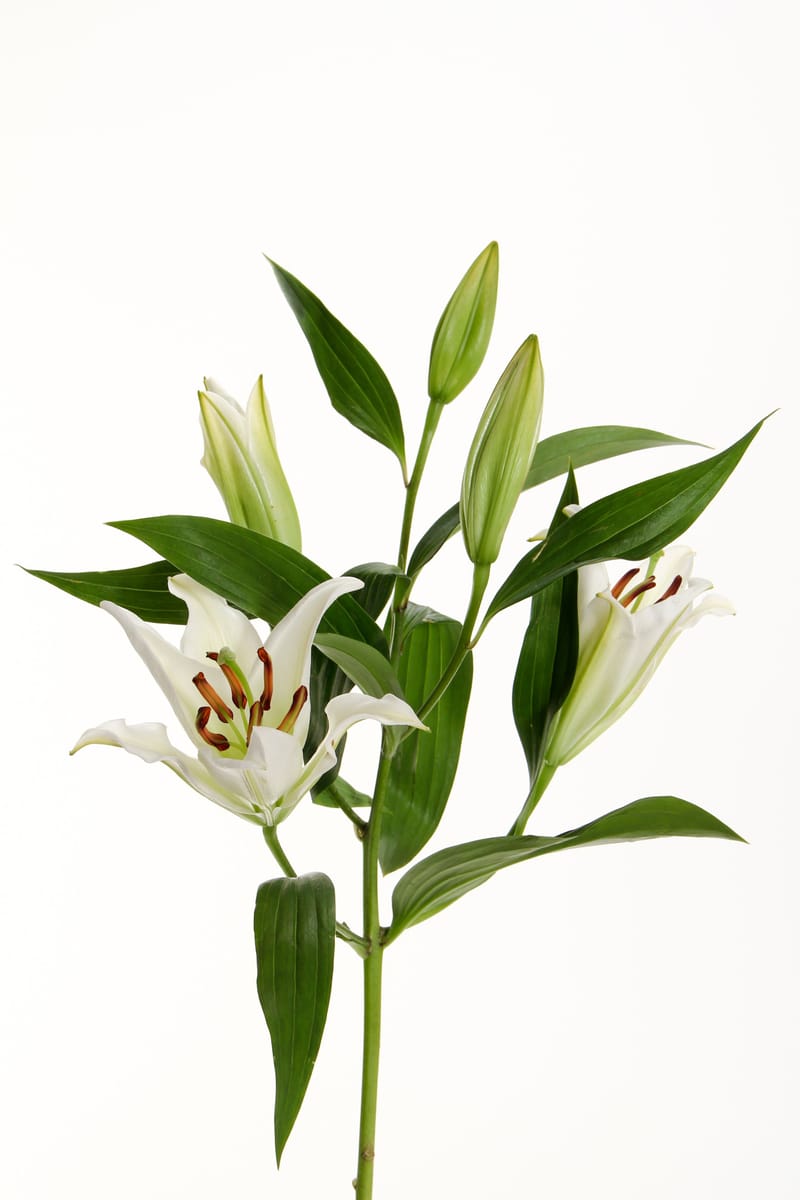 什么是显化？这到底是人生的秘籍吗？为什么我显化不出自己想要的？