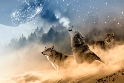 Full Moon in Leo (Wolf Moon) - release your wild nature. Leo Moon to balance Sun in Aquarius. Personal versus the collective. In the spirit of the Three Musketeers – one for all and all for one.