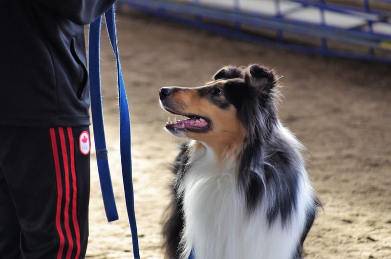 Adult Dog Consult (5 months +)