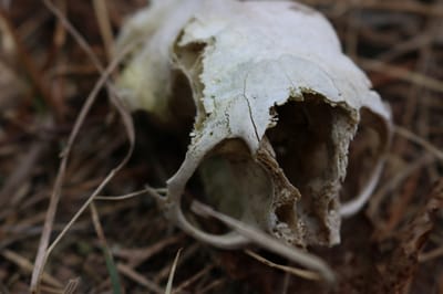 BEST & MOST POWERFUL WITCH DOCTOR IN MONGOLIA