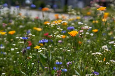 13 plantes qui poussent sans eau ni arrosage pour le jardin !