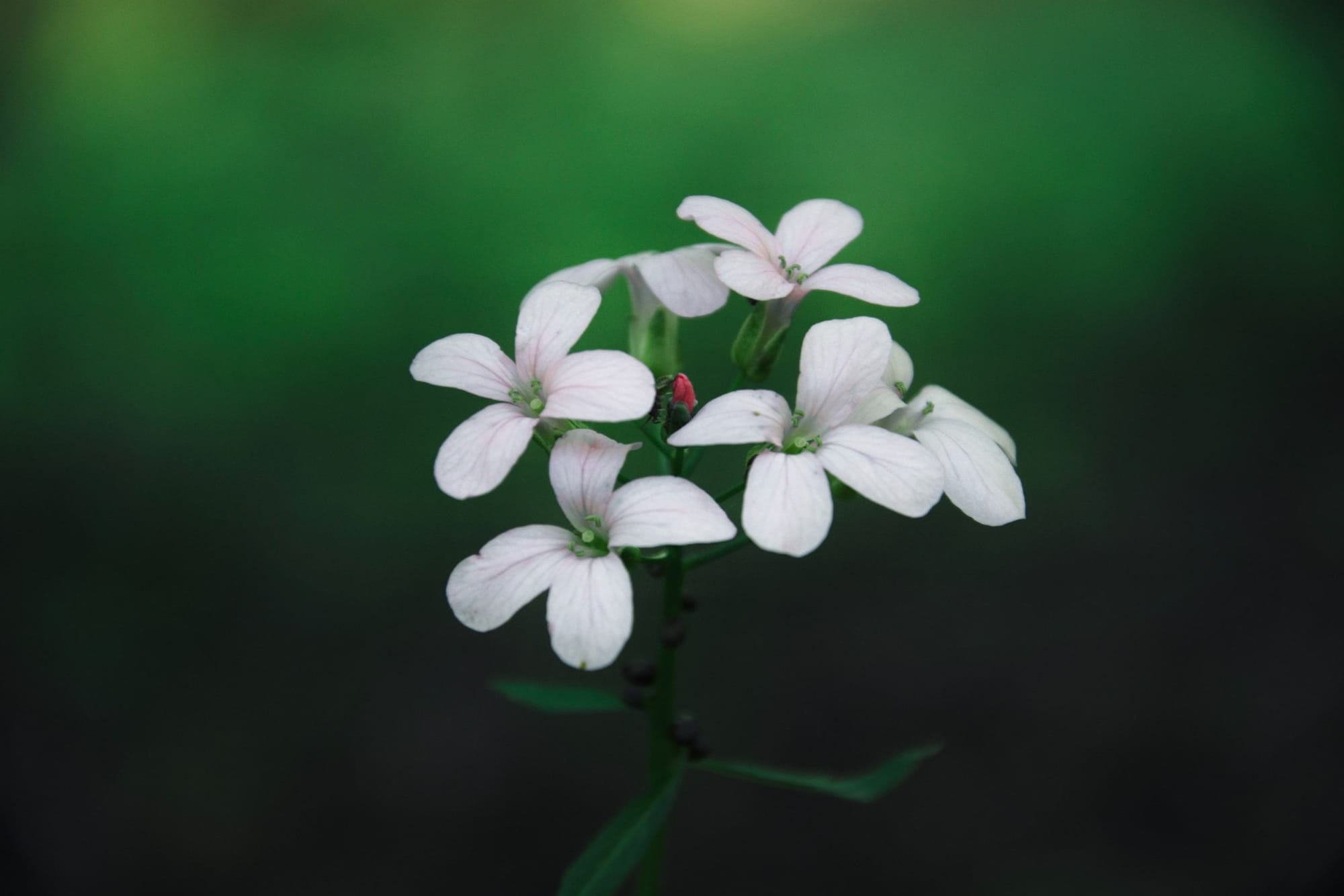 Call for Ikebana Demonstrators