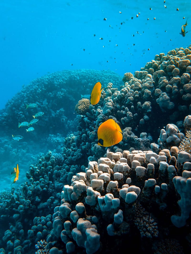 Glass bottom boat