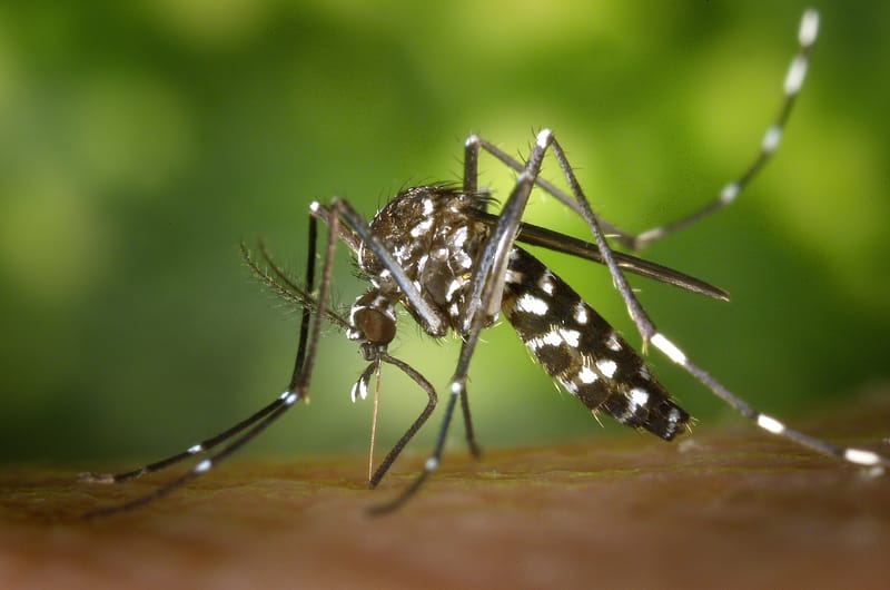 Instalación de mosquiteros