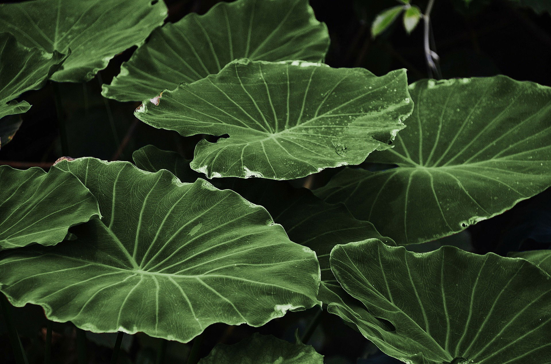 Alocasia Macrorrhizos - Elephant Ears