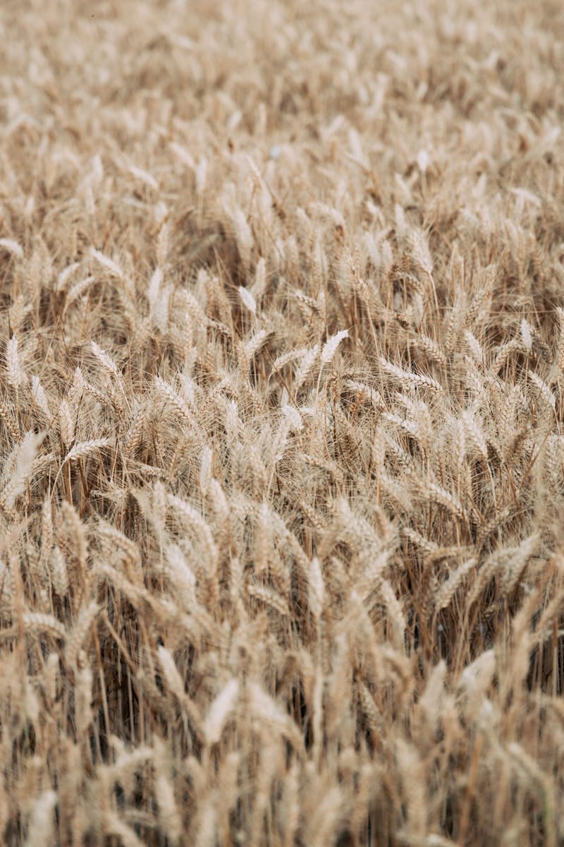 Fiscalité des exploitations agricoles au Maroc