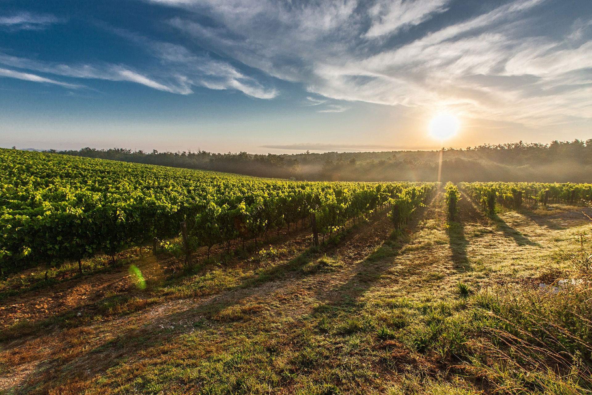 Loves Distant Vine by Jason Guyan