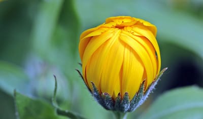 Hudens bästa vän: Den ultimata guiden till att använda ringblomma för hälsa och kök