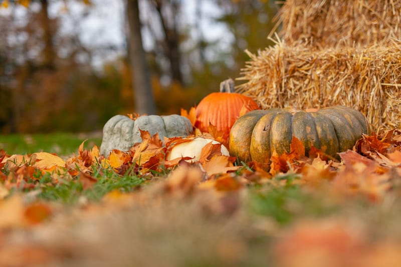 NO BOWLING!  - Happy Thanksgiving!