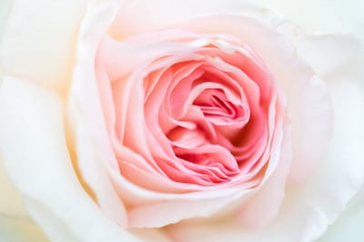 صبحية مع الربّ