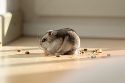 Choosing your Hamster