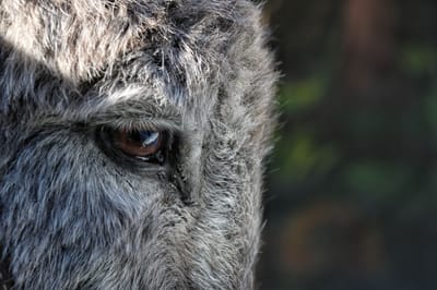 memorias de un desmemoriado II image