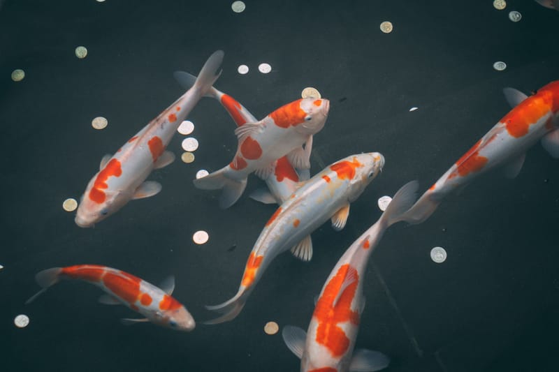 BIBIT IKAN KOI
