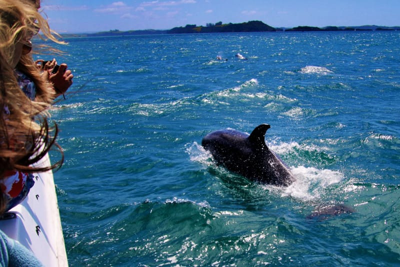 Bay of Islands