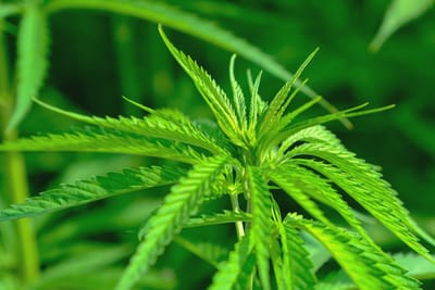 “No mesmo dia, já era outra pessoa”, conta filho de paciente com Parkinson, após tratamento com Cannabis