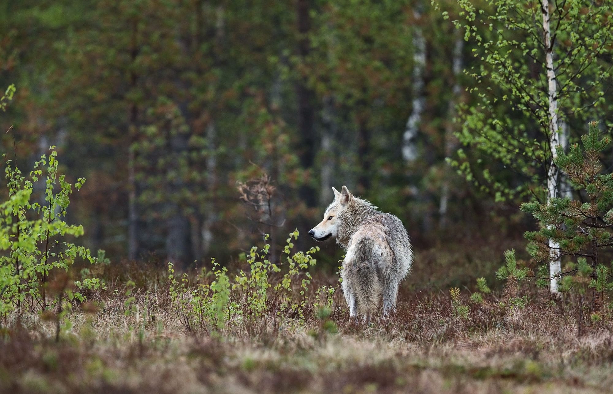 Lone Coyote