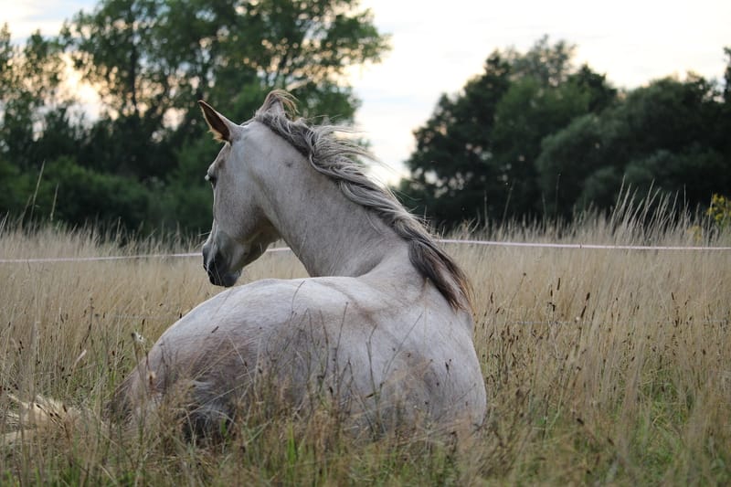 Pâture pour chevaux