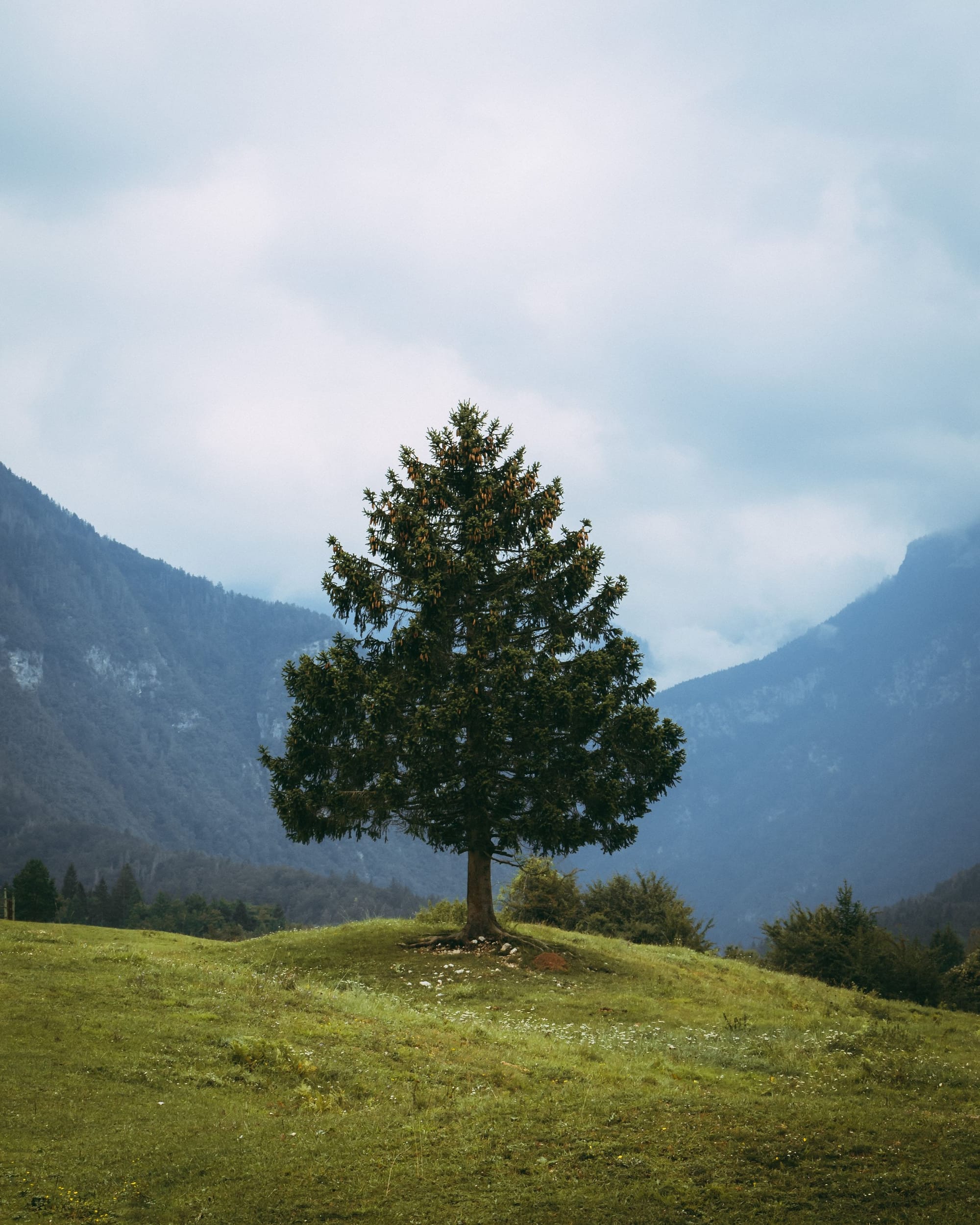 KOROŠKE OBČINE