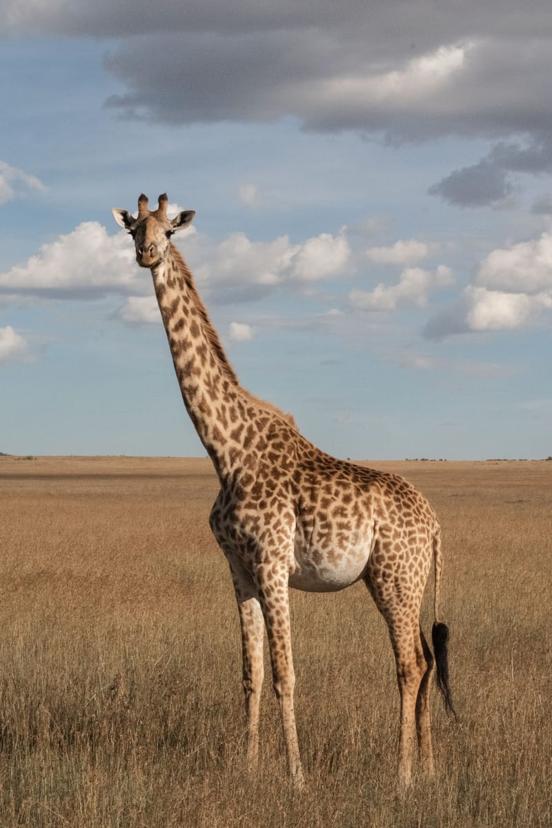 9 NIGHTS/10 DAYS MASAI MARA,SERENGETI,NGORONGORO CONSERVANCY AND AMBOSELI NATIONA PARK ROAD SAFARI