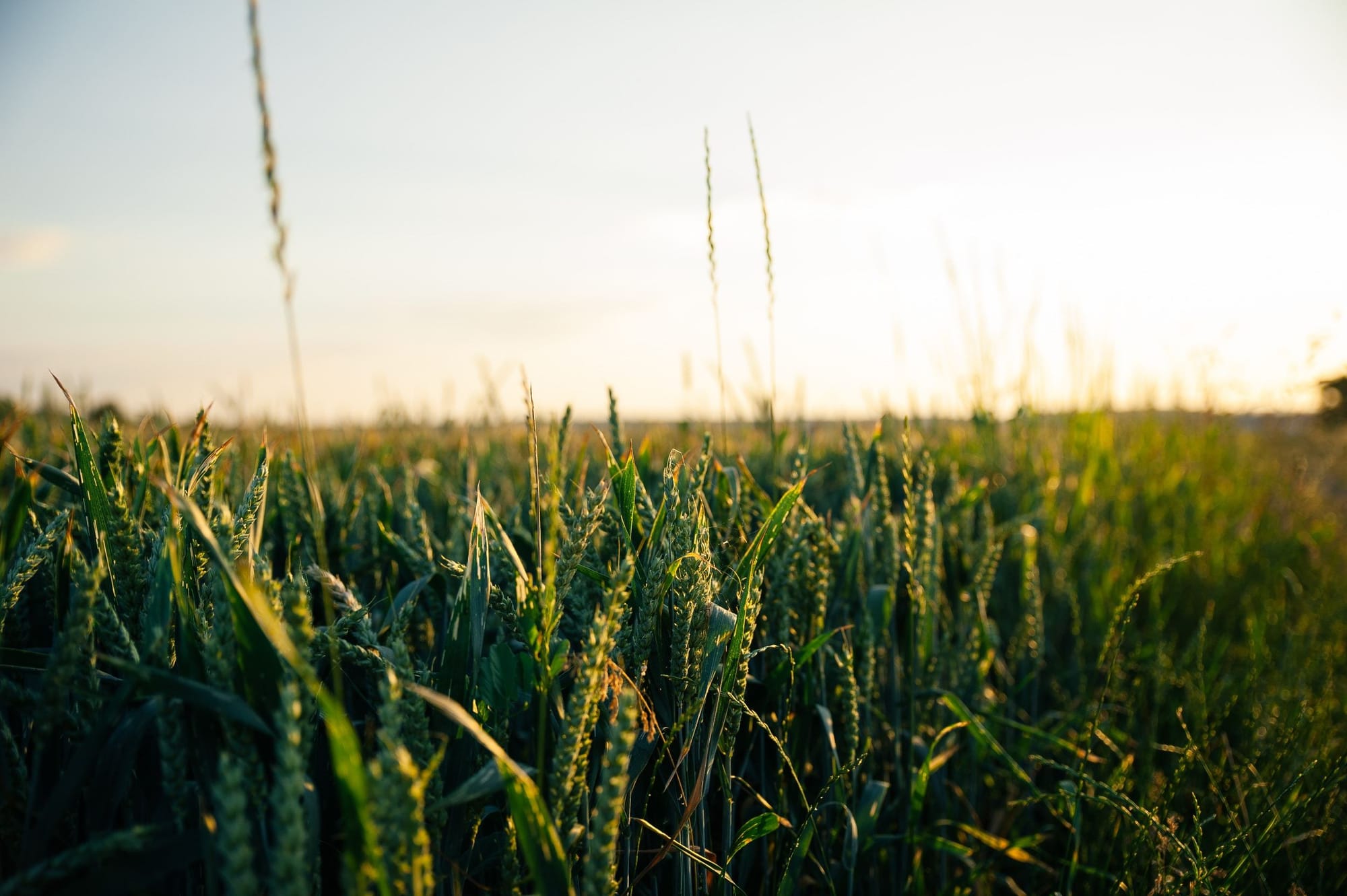 Cómo utilizar el dióxido de cloro para controlar el hongo Fusarium en cultivos