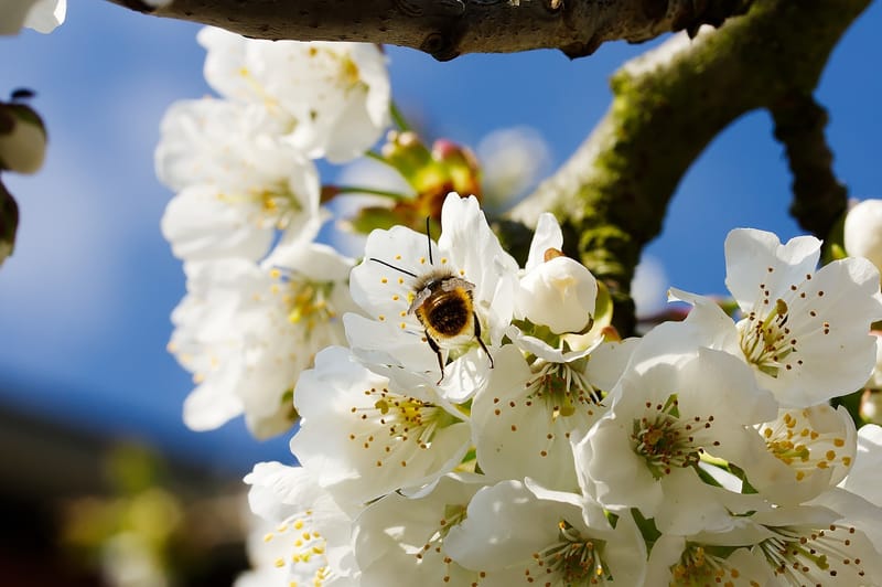 SERVIZI DI IMPOLLINAZIONE