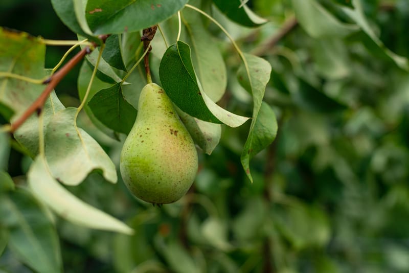 Farm Fruits and Vegetables