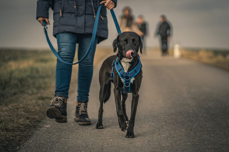 Arrêté municipal permanent - Lutte contre les déjections canines et la divagation