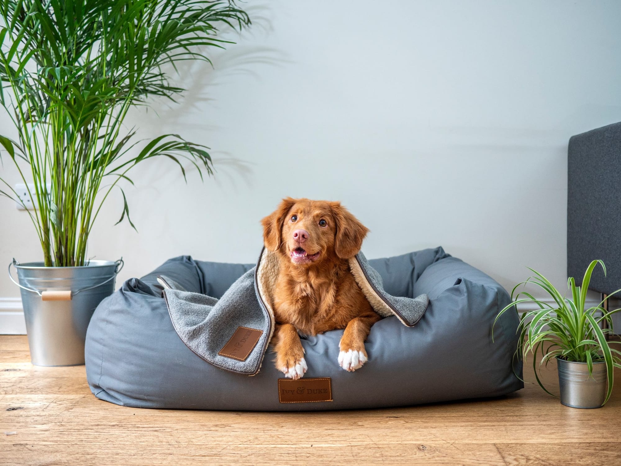 O meu cão está velho e tem artroses. Como posso ajudá-lo?