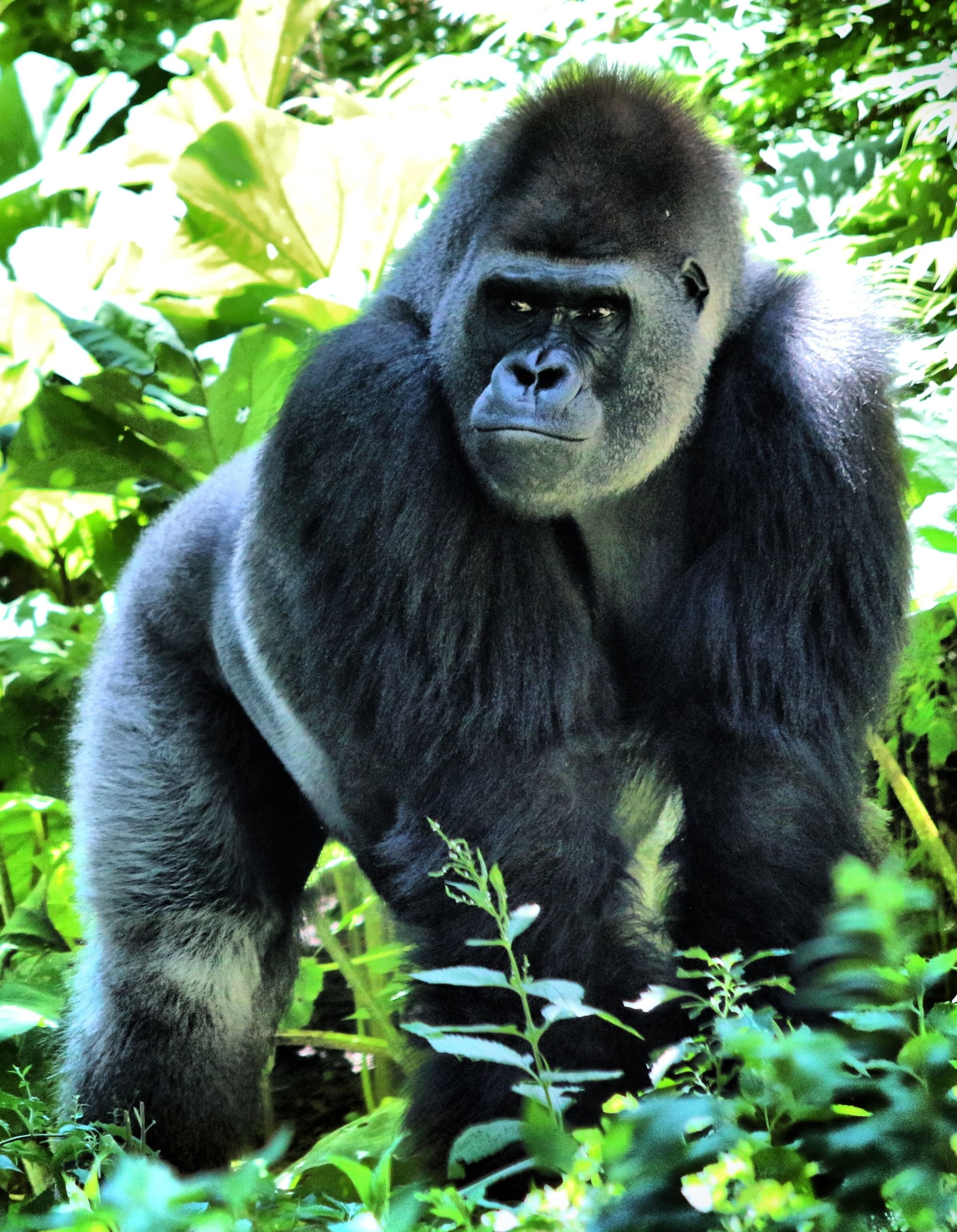 12-Day Safari & Gorilla Trekking Package