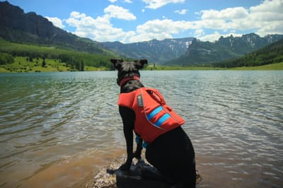 Best Tactical Vest for Dogs Must be Assigned for Service, Hunting and Working Dogs!