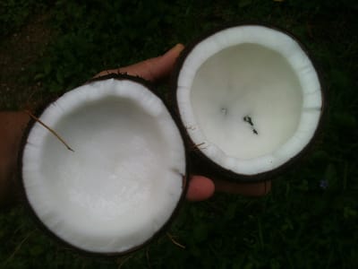 Coconut Oil