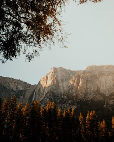 Tree Removal Service