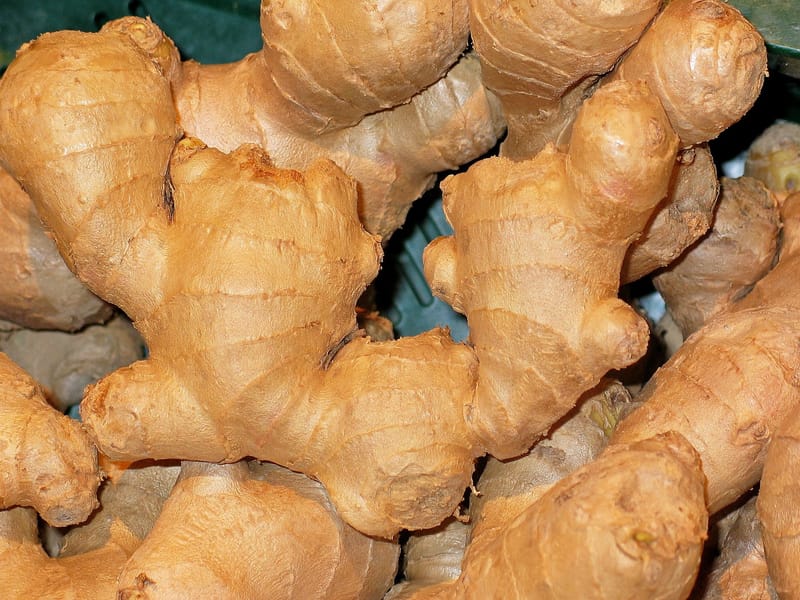 World's name of Ginger