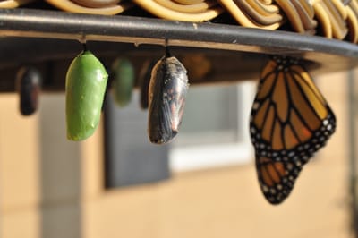 On the edge of change