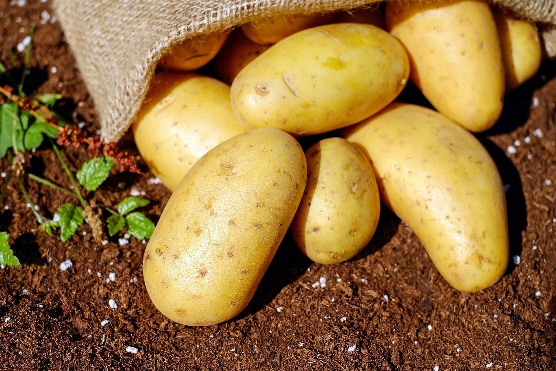 Growing Potatoes from Planting to Harvest!