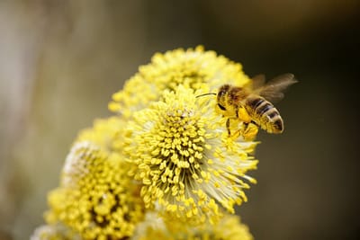 Il utilise les abeilles et l’IA pour lutter contre la pollution